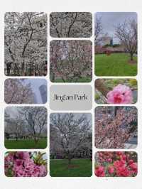 Shanghai Plum and Cherry Blossom Spots