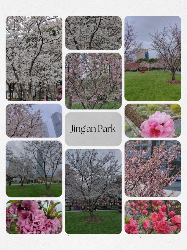 Shanghai Plum and Cherry Blossom Spots