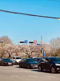 Cherry blossoms in Yurim Park