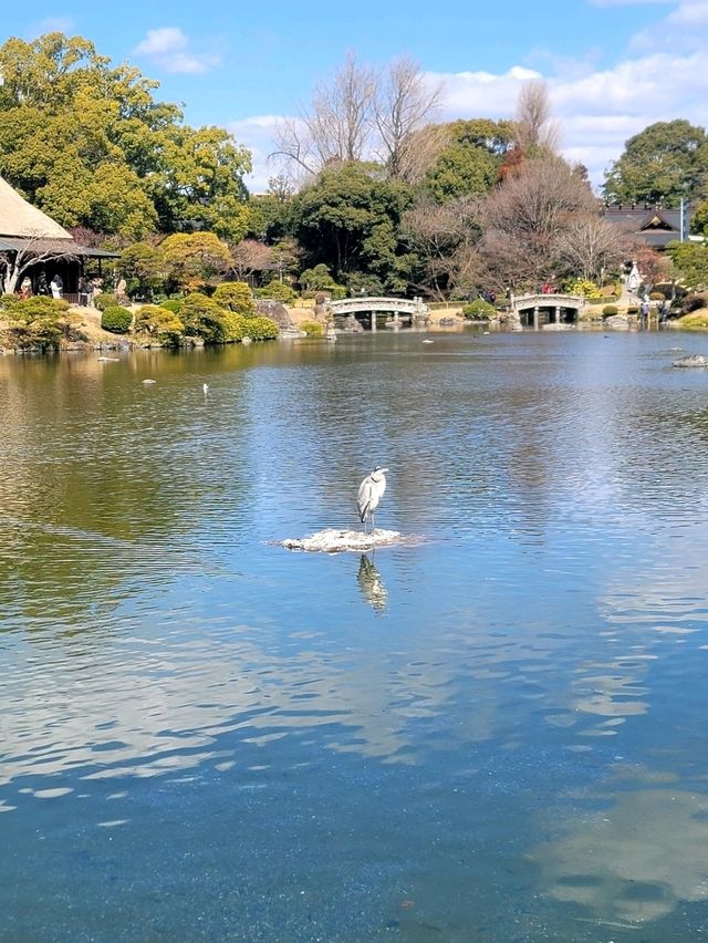 熊本水前寺成趣園昂、出水神社，寧靜美，還有喝了會長壽的水！！