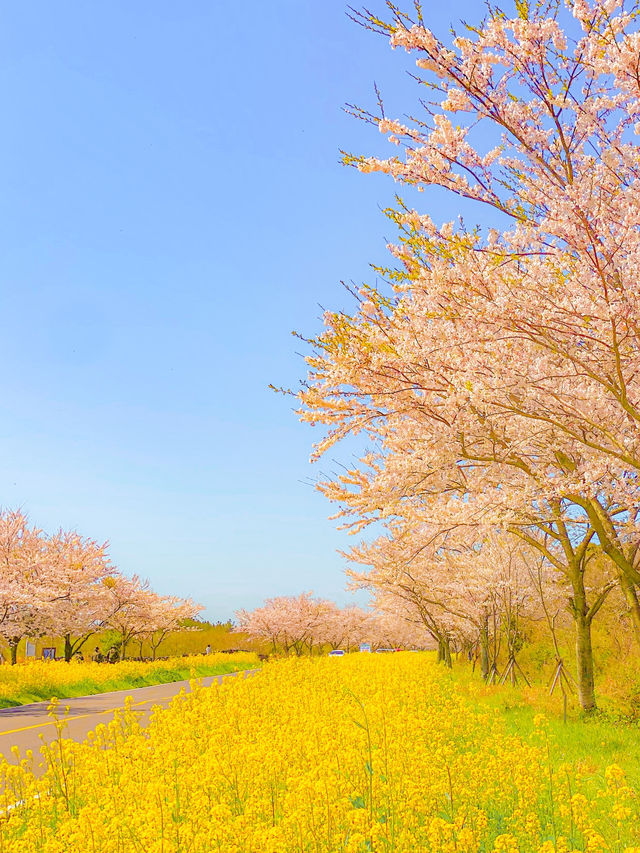 봄에 가기 좋은 제주 여행코스💖🌸