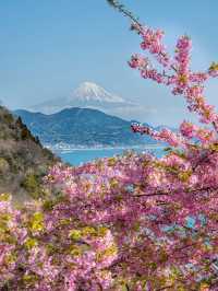 🌸【富士山櫻花季｜絕美打卡攻略】🌸
