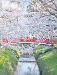 【埼玉】行かなきゃ損‼️駅近&穴場でエモさ溢れる桜撮影🌸📸※周辺観光情報付き