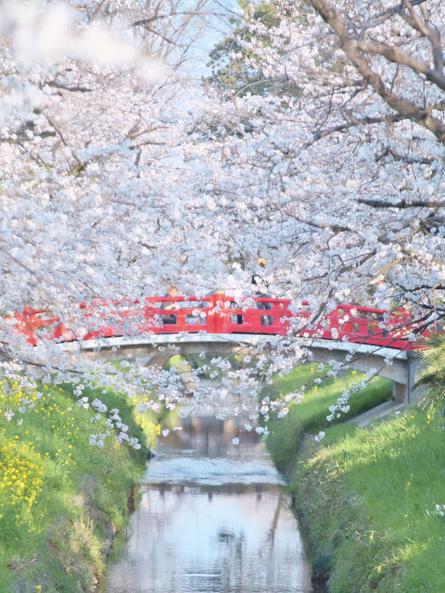 【埼玉】行かなきゃ損‼️駅近&穴場でエモさ溢れる桜撮影🌸📸※周辺観光情報付き