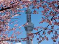 Chasing Sakura at Sumida River Park