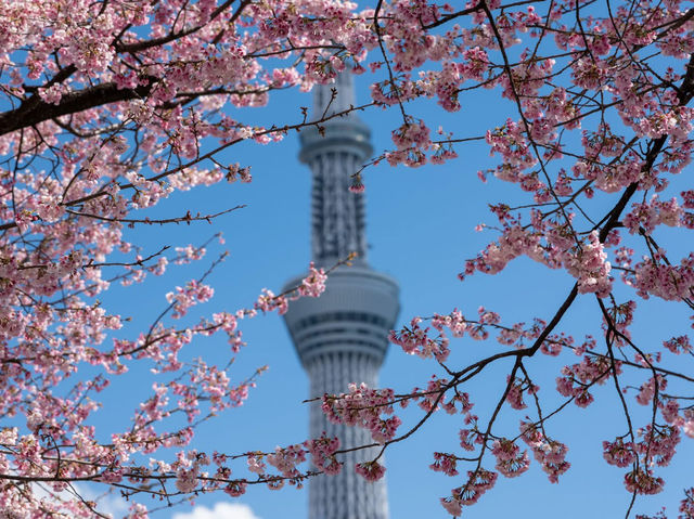 Chasing Sakura at Sumida River Park