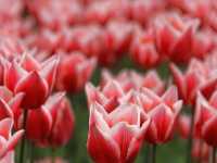 Chasing Tulips at Sakura Furusato Square