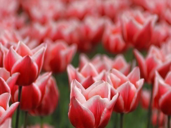 Chasing Tulips at Sakura Furusato Square
