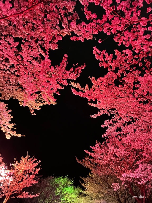이제 벚꽃시즌🌸 부산에서 즐기는 벚꽃여행코스 정리