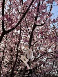 A Floral Paradise: Admiring Cherry Blossoms & Magnolias in Zhengzhou’s People’s Park