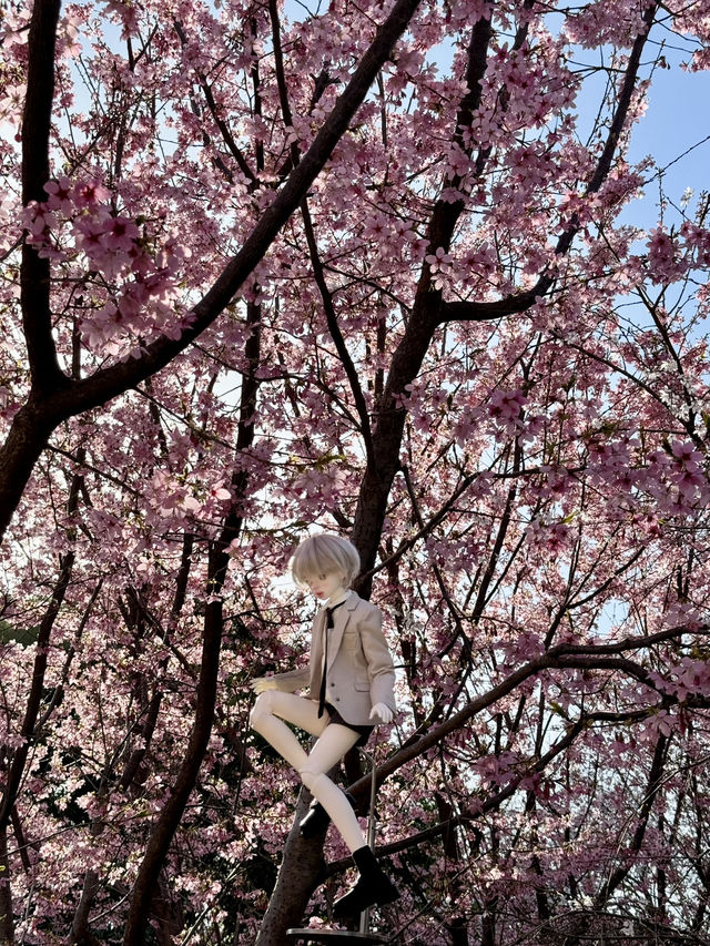 A Floral Paradise: Admiring Cherry Blossoms & Magnolias in Zhengzhou’s People’s Park
