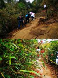 深圳打鼓嶂千島湖• 馬巒山•鵝公髻三山連走