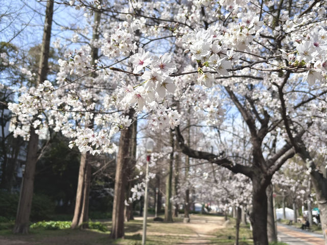 【大阪府】2025桜開花🌸　大阪桜スポット
