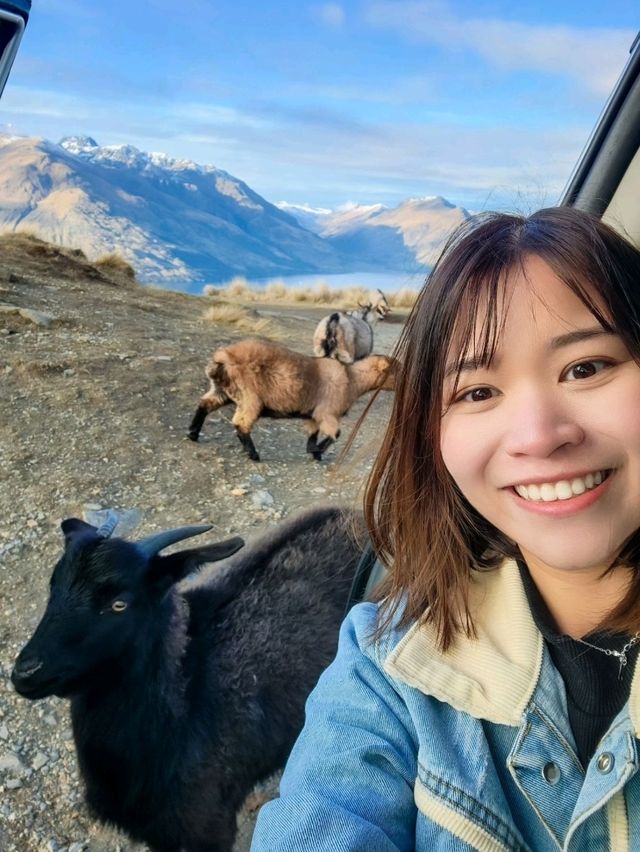 Unforgettable Views and Wildlife at Deer Park Heights🦌✨️