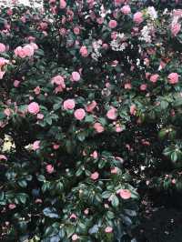 도쿄 벚꽃 명소 꽃놀이🌸