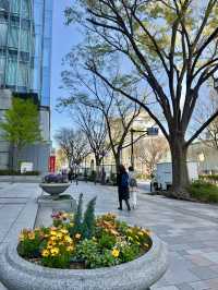 Spring Stroll in Blooming Omotesando🌷