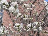 【大阪府】造幣局の桜の通り抜け2025
