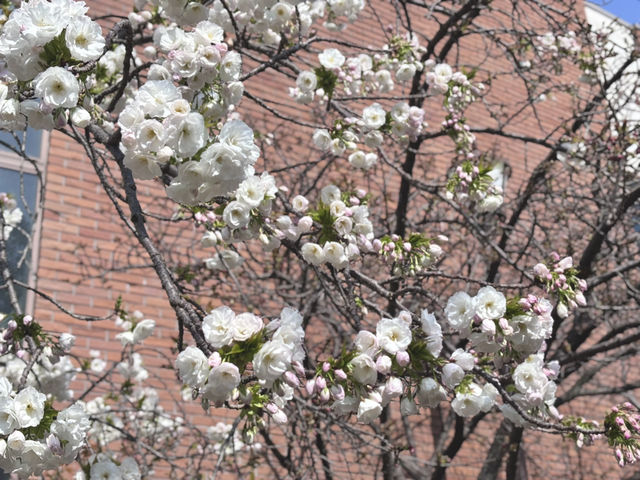 【大阪府】造幣局の桜の通り抜け2025