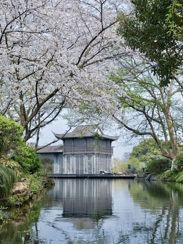 Cherry Blossoms at Quyuan Fenghe，One of West Lake's Ten Scenes