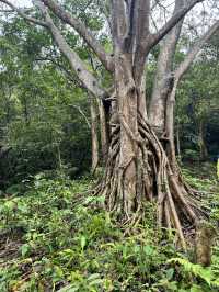 內溝山探訪阿凡達的生命之樹