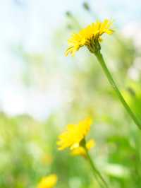 【茨城×茨城フラワーパーク】四季の花々が楽しめる体験型フラワーパーク