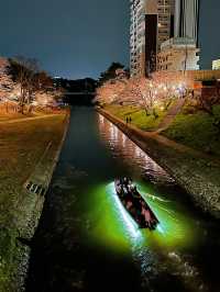 岡崎城の夜桜🌸