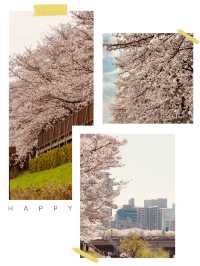 Spring's Floral Ribbon: Anyangcheon's Charming Blossom Walkway"