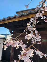 【山口グルメ】本圀寺・クリフレ山口