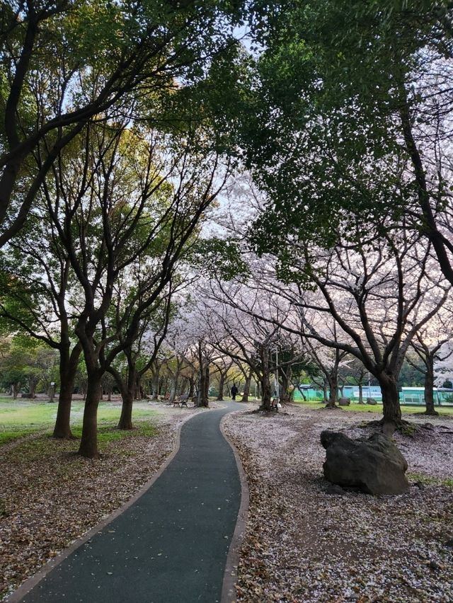 벚꽃과 노을 사이, 제주 신산공원에서 잠시 멈춘 시간🌸🌅