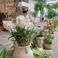 💐✨️The Flask Cafe by Air Orchids🍂🌸
