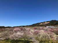 いなべ梅林公園で春の絶景を堪能しよう🌸⛰️