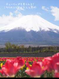 【山梨県】富士山とネモフィラを巡る絶景ドライブコース