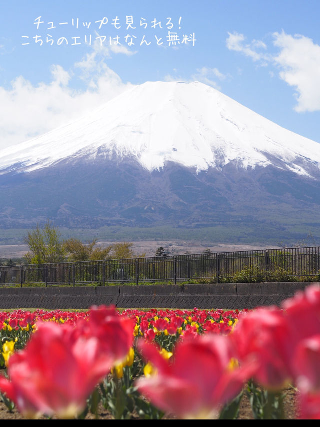 【山梨県】富士山とネモフィラを巡る絶景ドライブコース