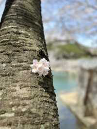 【佐賀】ダムと桜🌸が美しい場所！