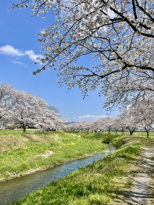 【福岡観光】桜パトロール