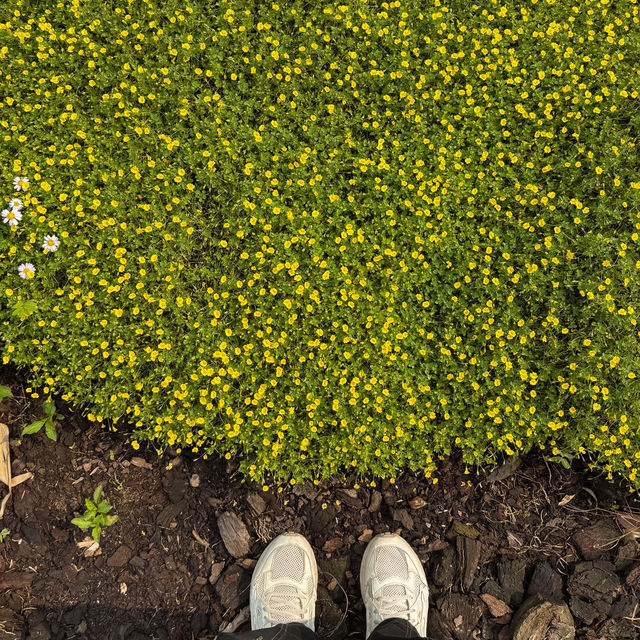 คาเฟ่กลางสวนกล้วยไม้ Vibes สวยดีต่อใจ #นครปฐม 🍰🌼