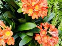Step Into Spring at the Palm House, Belfast
