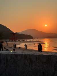 廣島｜嚴禁餵食的宮島鹿 原來是游過來的原住民