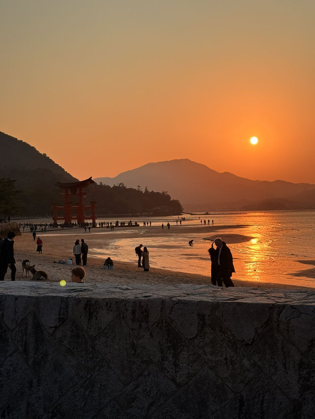 廣島｜嚴禁餵食的宮島鹿 原來是游過來的原住民