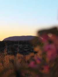 Desert in Bloom: Uluru in April is Pure Magic