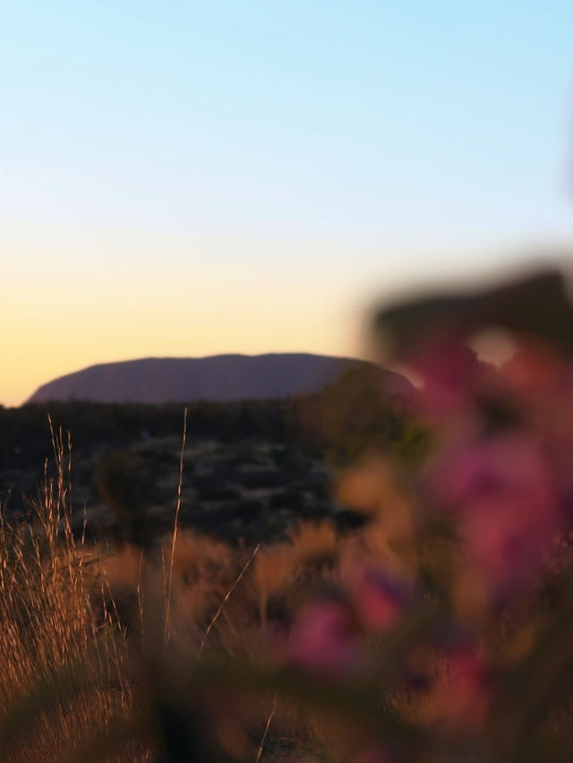 Desert in Bloom: Uluru in April is Pure Magic