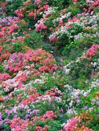 Shenzhen Yulong Park– A Hidden Oasis in the Urban Jungle