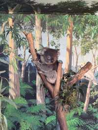 🇦🇺🦘Maru koala and animals park