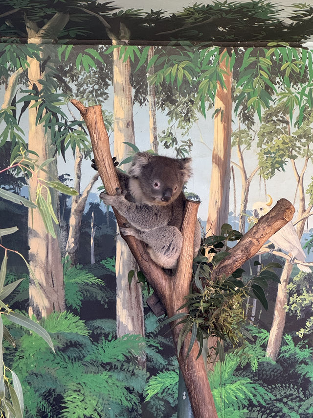 🇦🇺🦘Maru koala and animals park
