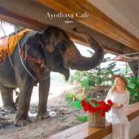 ปดูช้างคาเฟ่อยุธยาสไตล์บาหลีไม้ไผ่