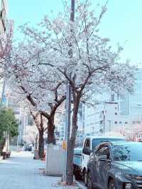 漫遊釜山