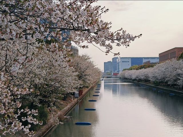 Shanghai WENDU Tech Park Cherry Blossoms – An Urban Oasis of Innovation and Florals