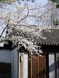 Maojiabu Cherry Blossoms – A Hidden Lakeside Escape