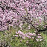 三色花景ㄧ次搞定的萬里林園