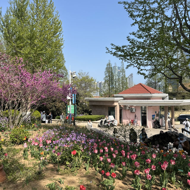 （青岛植物园）칭다오에도 봄이 왔어요🌸🌹🌷